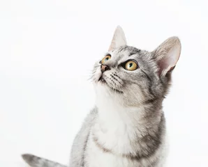 Foto auf Acrylglas Katze Katze