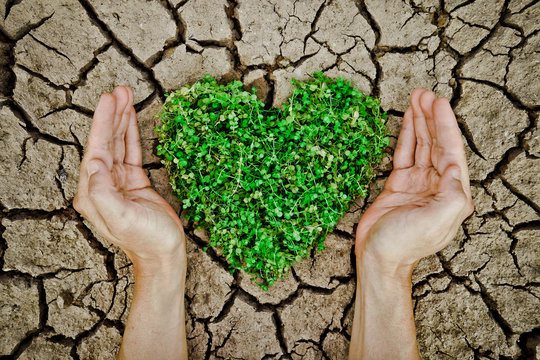 hands holding heart shaped tree on cracked earth