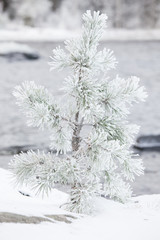 Small tree covered in snow