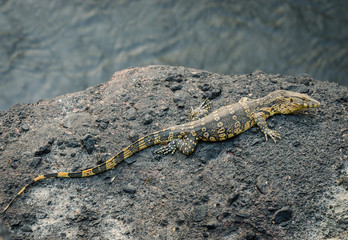 Close-up of water monitor or Varanus salvato crawl
