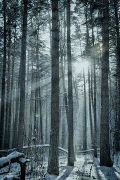 Fototapeta Magic winter forest