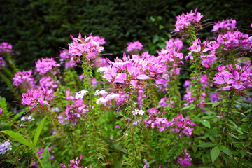 Pink flowers in the garden shined at sun