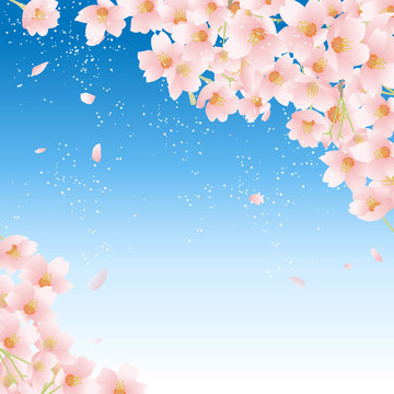 桜　 春