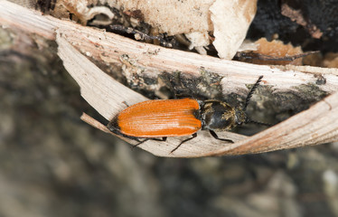 Chestnut-colored click beetle, Anostirus castaneus on wood