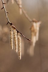 spring poplar