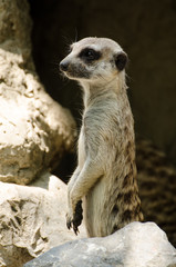 Meerkat