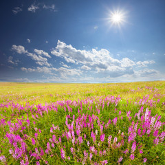 Fototapeta premium Green field with pink wildflowers and blue sky with white clouds