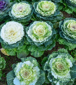 Beautiful fall decorating with flowering cabbage