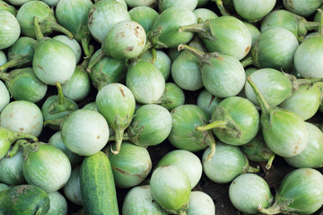 fresh eggplant in the nature