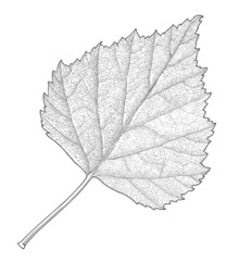 Autumn leaf on transparent background