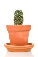 Cactus plant in flower pot isolated on white