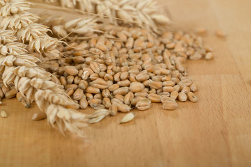 pile of organic whole grain wheat kernels and ears