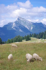 moutons à l'alpage - chartreuse