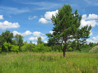 Fototapeta premium Summer landscape with a lonely pine-tree