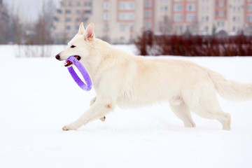 dog winter activity