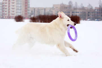 dog winter activity