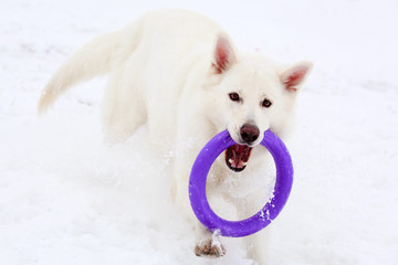 dog winter activity