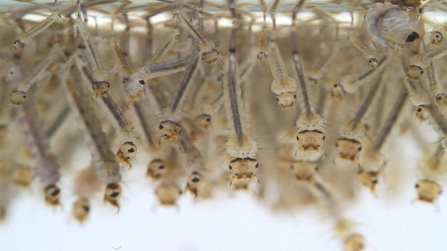 Mosquito's larva in water.