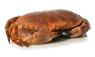 Ejemplar de buey de mar