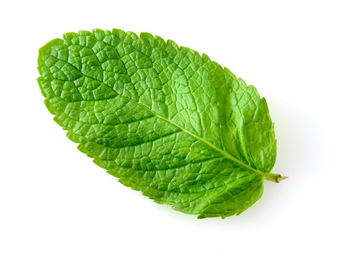Fresh mint leaf isolated on white. Macro