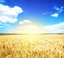 Naklejka premium Field