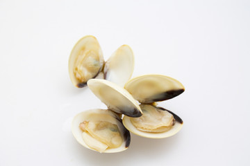clams with white background