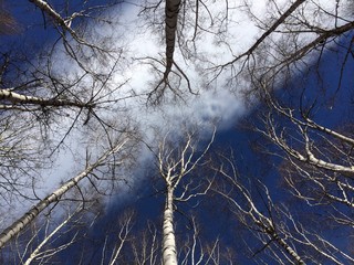 Birch forest