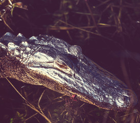 Alligator