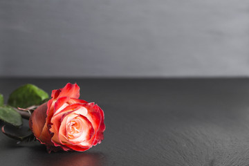 Fototapeta premium rote Rose liegt auf Schiefer