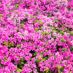 Bougainvillea spectabilis