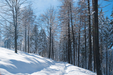 Forest with snow