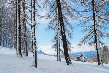 Forest with snow