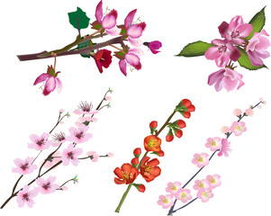 set of spring tree blossoming branches isolated on white