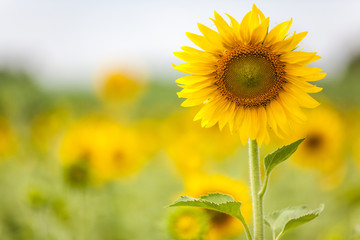 sunflowers