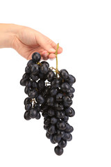 Branch of black ripe grapes in hand.