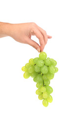 Green ripe grapes in hand.