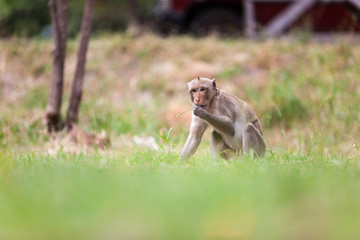 Monkeys of Thailand