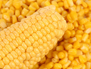 Corncobs and canned corns.