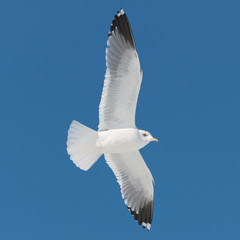 white bird flies on blue sky