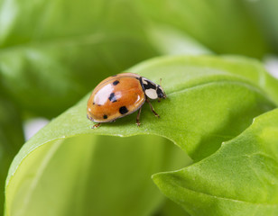 closeup of ladybug on the green leaf