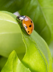 closeup of ladybug on the green leaf