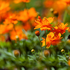 Cosmos Yellow flower