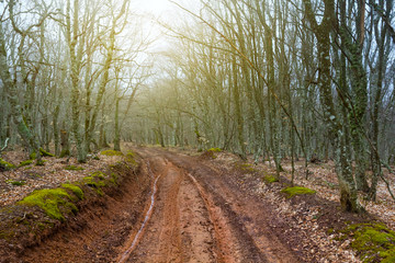 wet forest