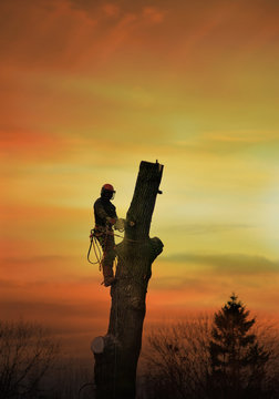 Last Oak Standing