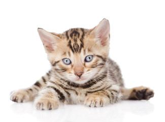 bengal kitten looking at camera. isolated on white background
