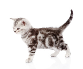 scottish kitten walking. isolated on white background