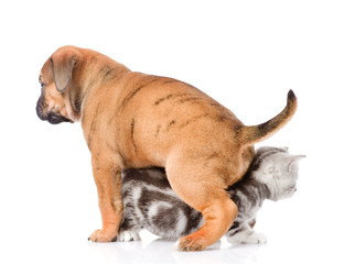 Obraz premium puppy sitting on a kitten. isolated on white background