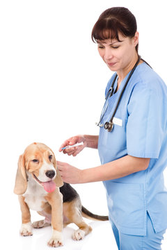 vet and dog - getting a vaccine. isolated on white background