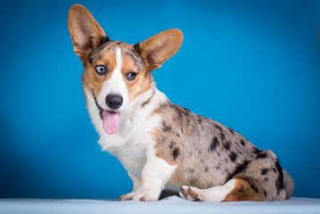 Bluemerle cardigan welsh corgi puppy