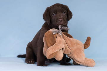 Chocolate Labrador retriever puppy